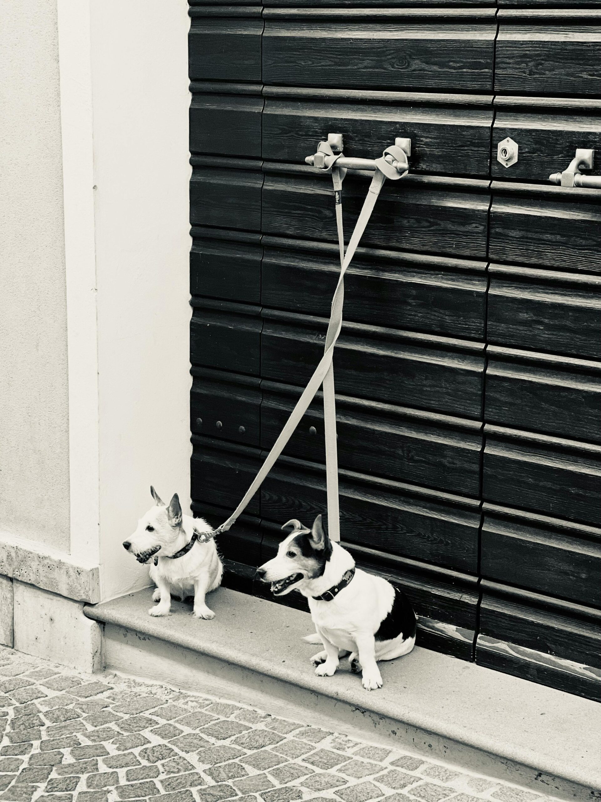 My Mom Sent Me a Photo of My Dogs on the Front Porch — Is My Reaction Justified?