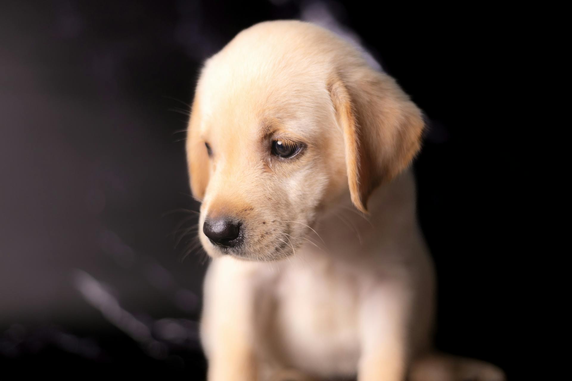 I Almost Gave up My Dog for Adoption Due to My Husband’s Plan, but My 4-Year-Old Revealed His Scheme